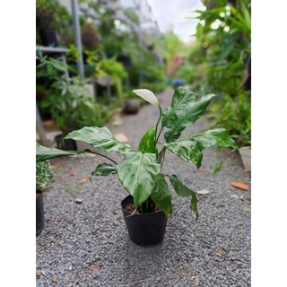 Cây lan ý thường (chỉ giao hỏa tốc HCM)