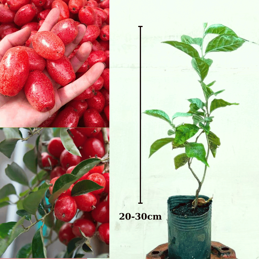02 Cây giống Nhót Ngọt