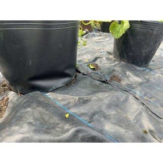 Tấm Bạt Phủ Đất Chống Cỏ Mọc 4m x 5m (Tặng Kèm Ghim, Hàng Dày Tốt 120g)