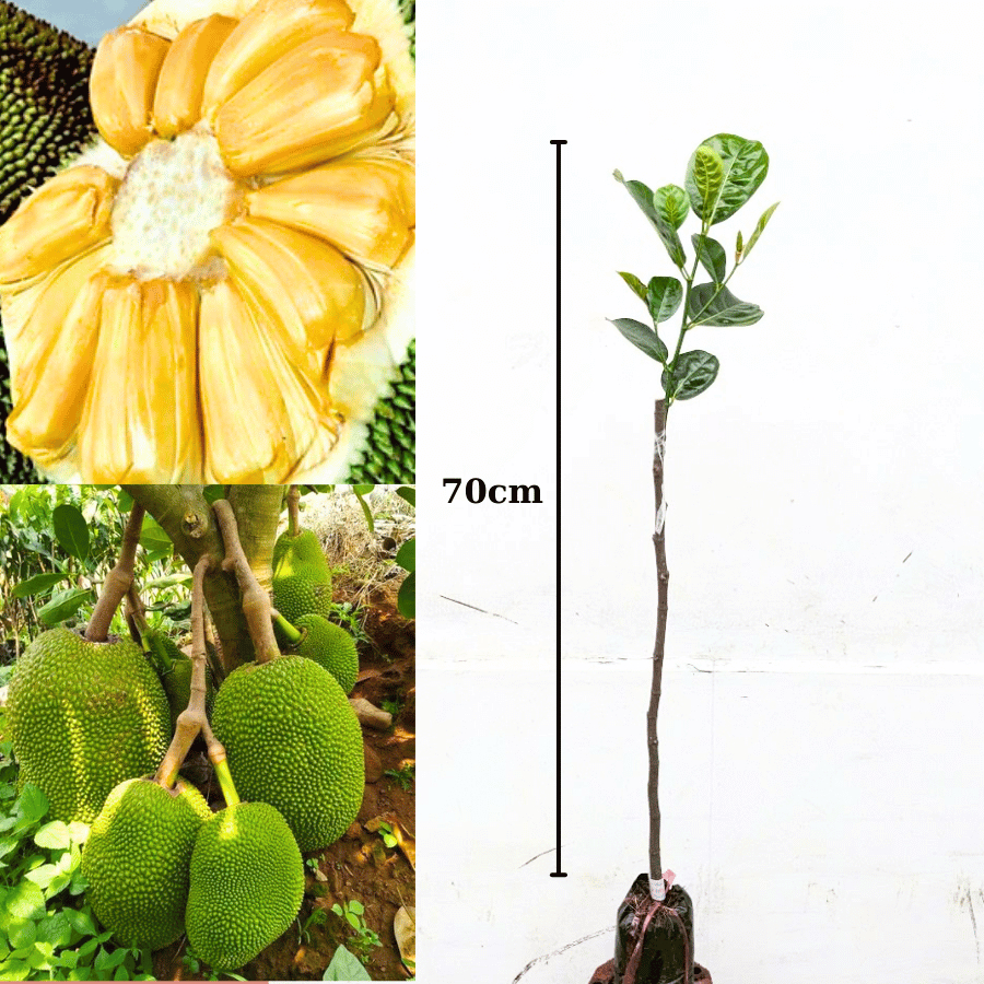 Combo 2 Cây giống Mít Thái Siêu Sớm