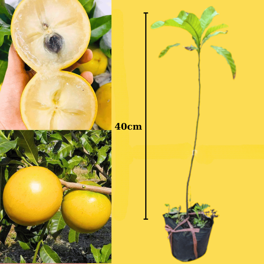 Combo 2 Cây Vú Sữa Hoàng Kim