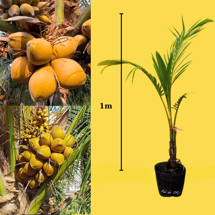 Combo 2 cây Dừa ẻo vàng (Dừa xiêm dây vàng)