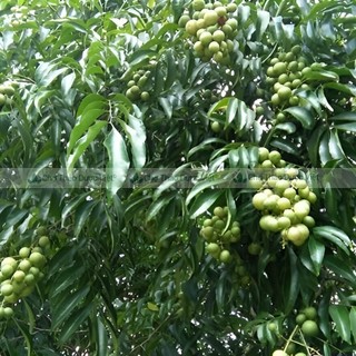 Lá mắc mật khô 500g (móc mật, gia vị ướp thịt nướng Tây Bắc)