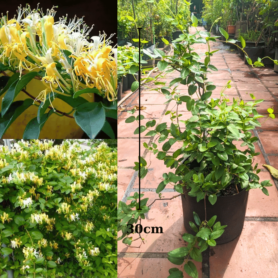 02 Cây giống Kim Ngân Hoa