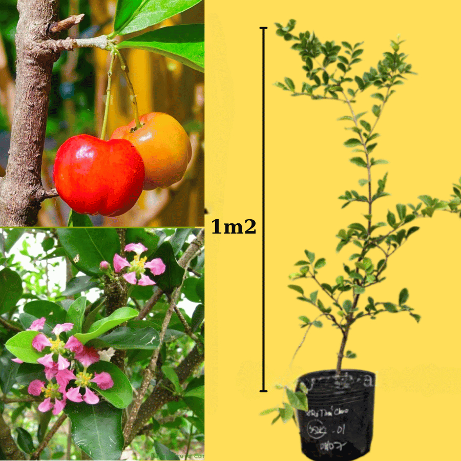 Cây giống Sơ ri Thái Chua