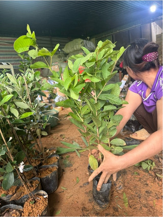 Cây giống ổi ruby ruột đỏ bầu rễ ổn định cây cao 50-70cm, tỉ lệ sống cao