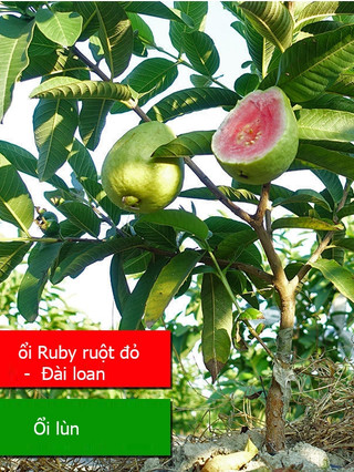 Cây giống ổi ruby ruột đỏ bầu rễ ổn định cây cao 50-70cm, tỉ lệ sống cao