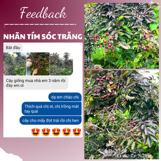 02 Cây  Nhãn Tím Sóc Trăng