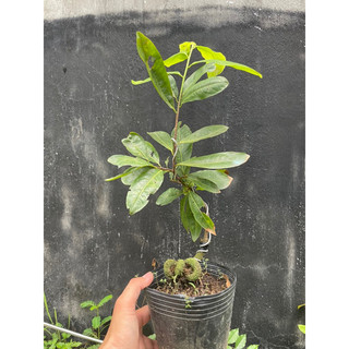 Mai lá ngọc cành vàng (búp xanh và lá non có màu vàng Anh)