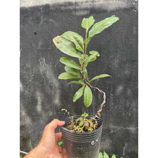 Mai lá ngọc cành vàng (búp xanh và lá non có màu vàng Anh)