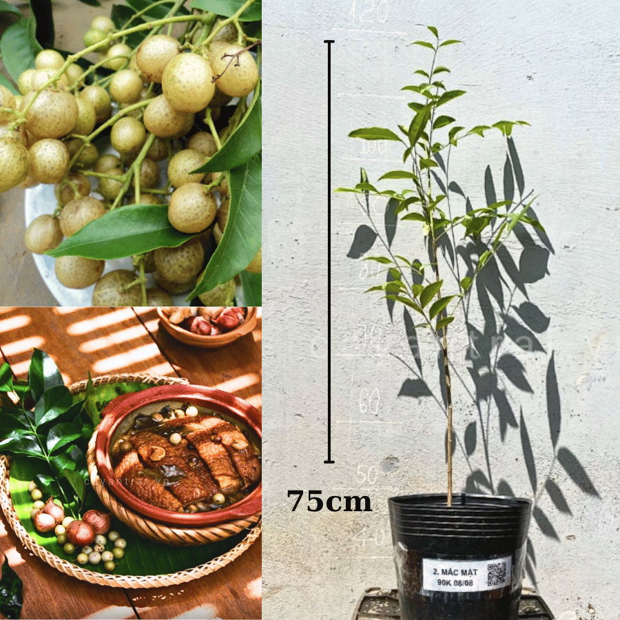 02 Cây giống Mắc Mật
