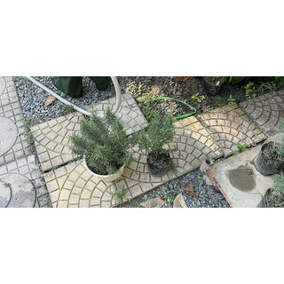 Hạt giống - Cây HƯƠNG THẢO giống (chỉ gửi gần Hà Nội)