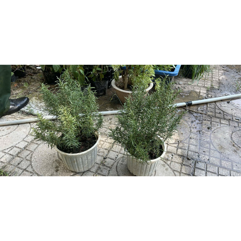 Hạt giống - Cây HƯƠNG THẢO giống (chỉ gửi gần Hà Nội)