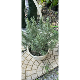Hạt giống - Cây HƯƠNG THẢO giống (chỉ gửi gần Hà Nội)