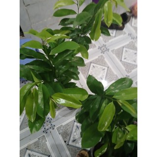 Mảng cầu xiêm