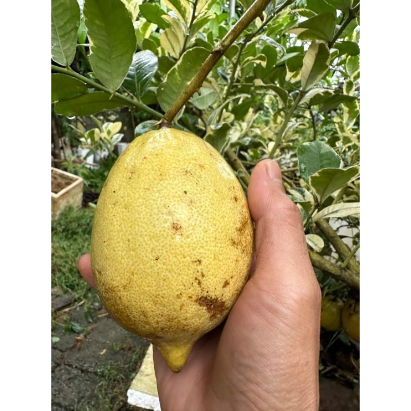 Cây giống chanh vàng eureka ( chanh nước hoa)