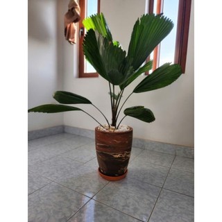Chậu đất nung - chậu ống cao (loang giao ngẫu nhiên) kích thước trên ảnh