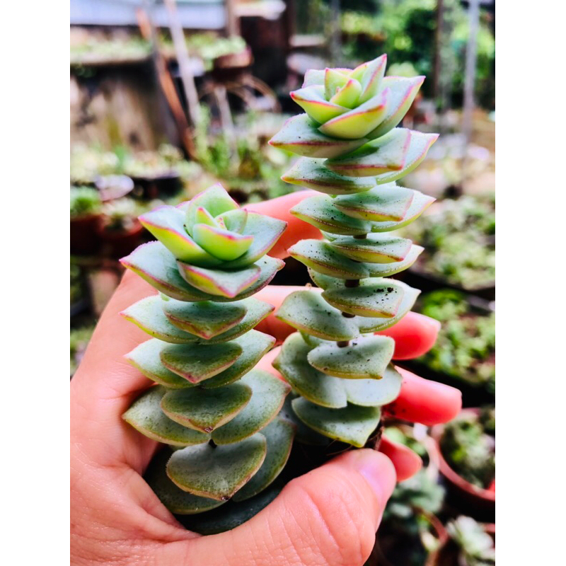Sen đá xiên thịt Var đã thuần nắng mưa