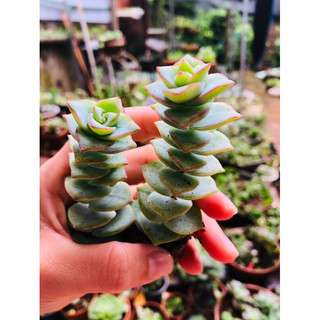 Sen đá xiên thịt Var đã thuần nắng mưa