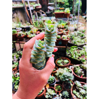 Sen đá xiên thịt Var đã thuần nắng mưa
