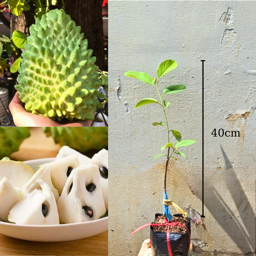02 Cây giống Na Sầu Riêng