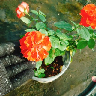 Cây Hoa Hồng Lửa - cây cảnh để bàn