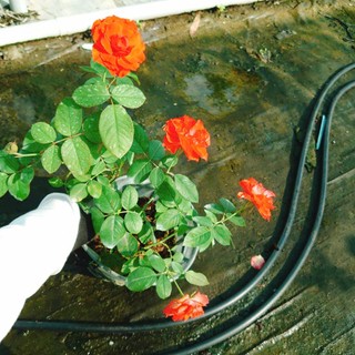 Cây Hoa Hồng Lửa - cây cảnh để bàn