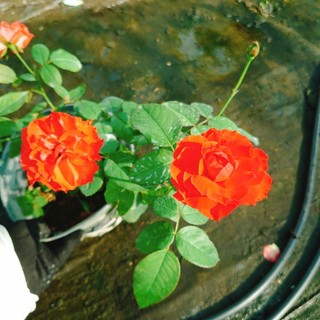 Cây Hoa Hồng Lửa - cây cảnh để bàn