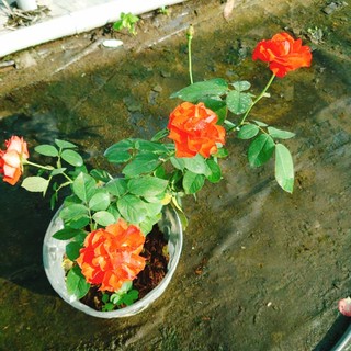 Cây Hoa Hồng Lửa - cây cảnh để bàn
