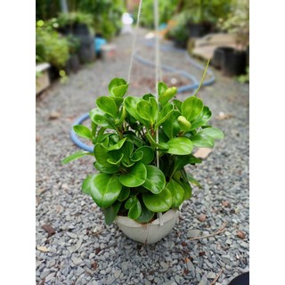 Cây trường sinh để bàn 20-30cm  (đã bật hỏa tốc HCM)