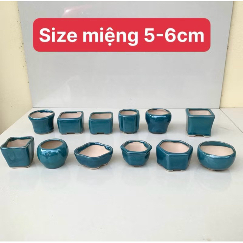 Sét 12 chậu mini sen đá nhiều mẫu ngẫu nhiên