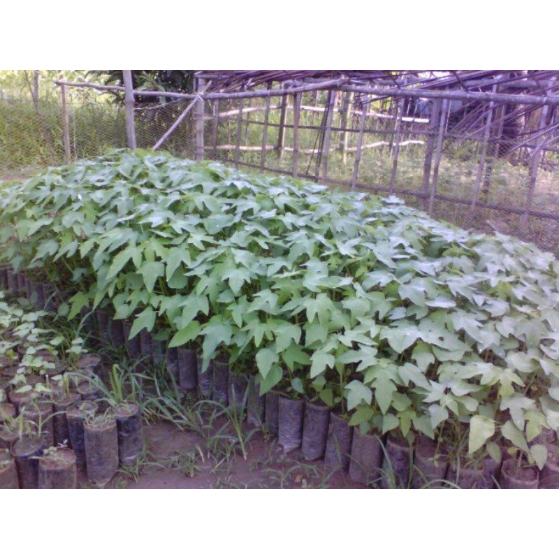 Cây giống đu đủ đực 5 cây