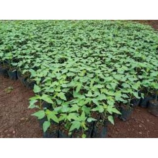 Cây giống đu đủ đực 5 cây