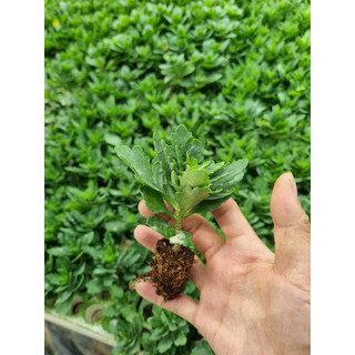 Cây giống hoa sống đời thái đơn