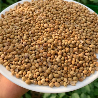 Hạt Mùi - Hạt Ngò 100gram