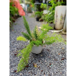 Cây tùng đuôi chồn 20-30cm (chỉ giao hỏa tốc HCM)