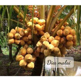 Cây giống dừa xiêm đỏ Mã Lai giống mới siêu trái