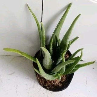 Cây nha đam, cây lô hội ( cây long tu)