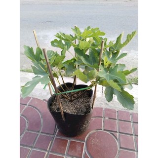 Cây sung mỹ