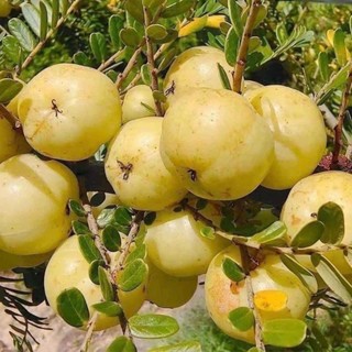  cây  giống me rừng  me tròn  mận rừng   cây mac kham   