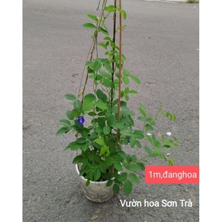 (VHST giao trong ngày) CÂY HOA ĐẬU BIẾC đang hoa.