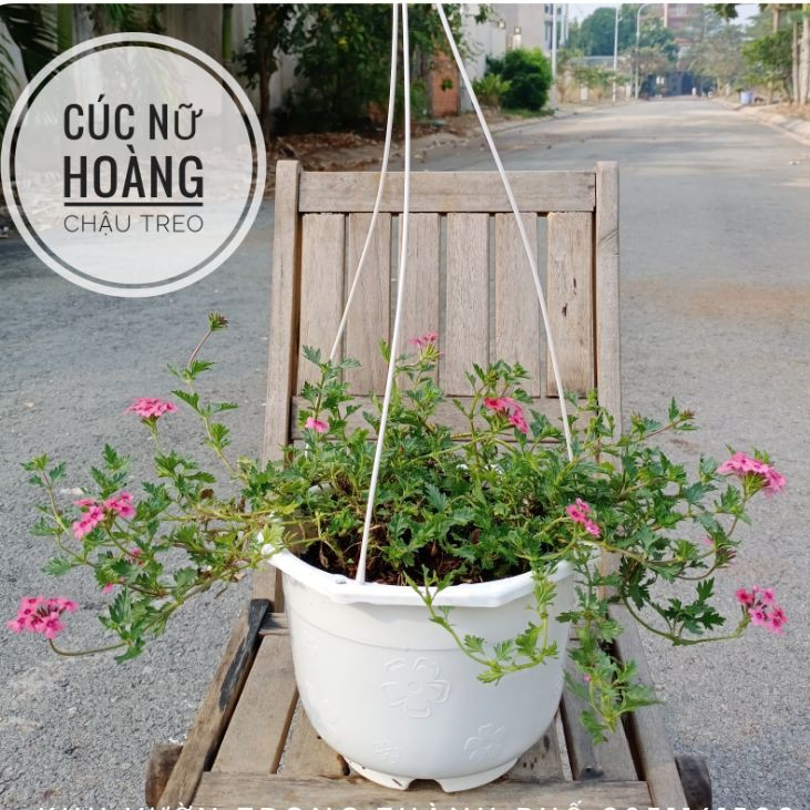 Cây cúc nữ hoàng chậu treo