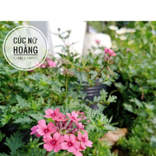 Cây cúc nữ hoàng chậu treo