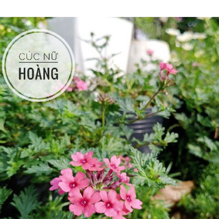 Cây cúc nữ hoàng chậu treo