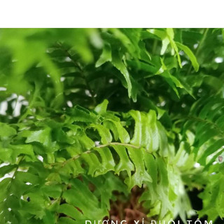 Cây dương xỉ đuôi tôm