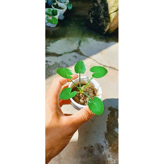 Hoa thủy nữ(nhất điệp liên)có 2 màu tím&trắng