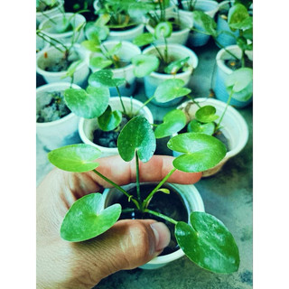 Hoa thủy nữ(nhất điệp liên)có 2 màu tím&trắng