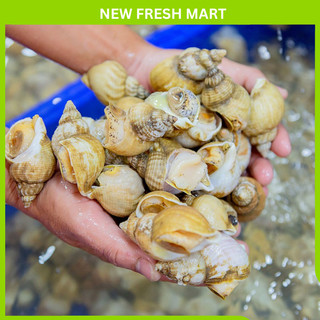 [GIAO NHANH HCM] Ốc Bulot Pháp thịt dai, ngọt - Túi 500Gram