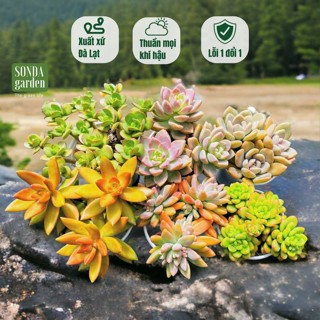 Sen đá phong thủy theo mệnh combo 3 cây size trung bình 10-12cm tặng kèm đất trồng sen đá