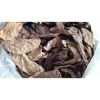 100g lá bàng khô rụng tự nhiên